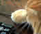 Cat Roulette