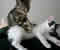 Massagem relaxante para gatinhos