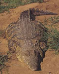 Gustave, o Crocodilo Gigante