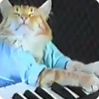 Vídeo: Keyboard Cat