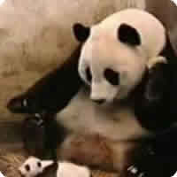 Vídeo: O Pandinha resfriado e a mãe Panda assustada