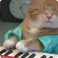 Vídeo: O retorno do Keyboard Cat