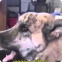 Vídeo: Cachorro falante reage à falta de bacon