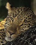 Leopardo bonzinho